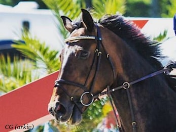 E-stevne Arendal og Grimstad Rideklubb 09-12.11.2017